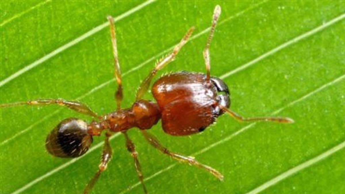 Big-Headed Ants