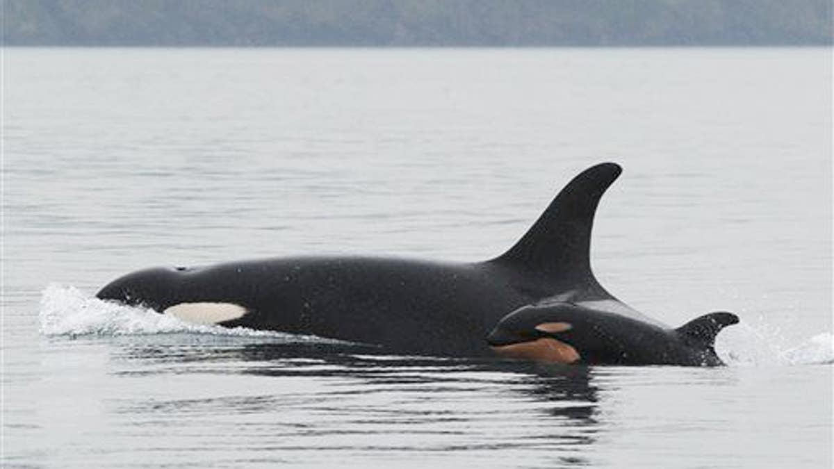 Orcas Critical Habitat