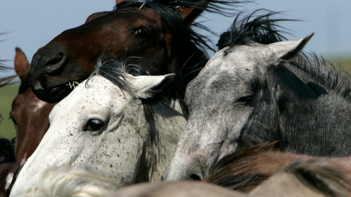 Wild Horses Endangered Species