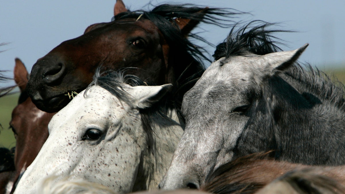 Wild Horses Endangered Species