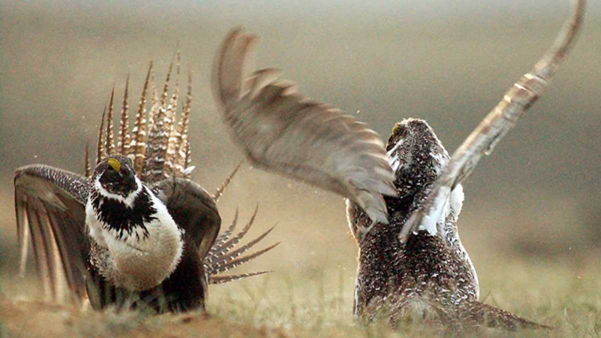 Wildfires Sage Grouse