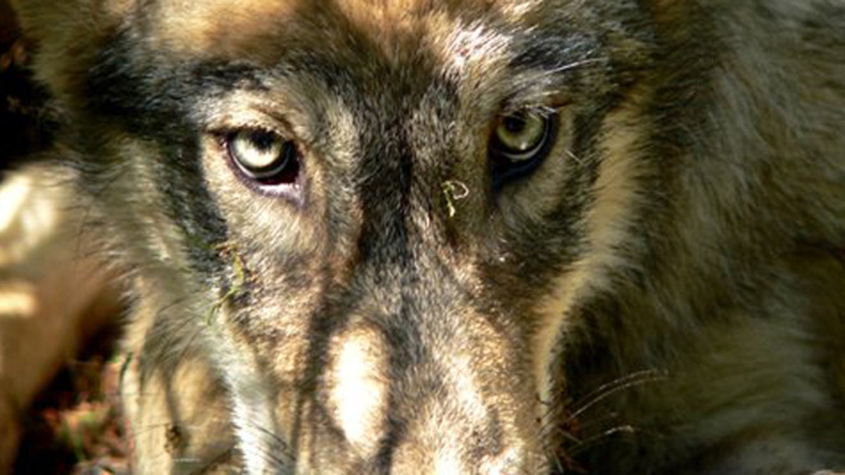 Wolf Hunt Appeal