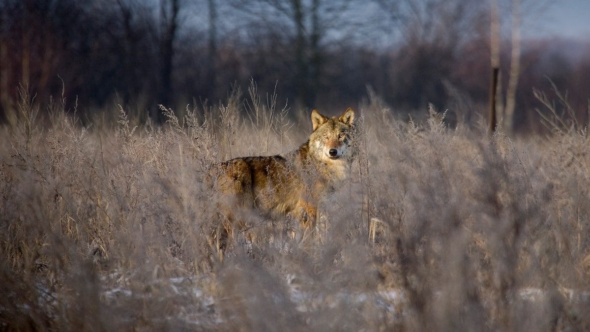 File photo - A wolf stands in a field in the 18 mile exclusion zone around the Chernobyl nuclear reactor near the village of Babchin some 217 miles southeast of Minsk, Feb. 1, 2008.  