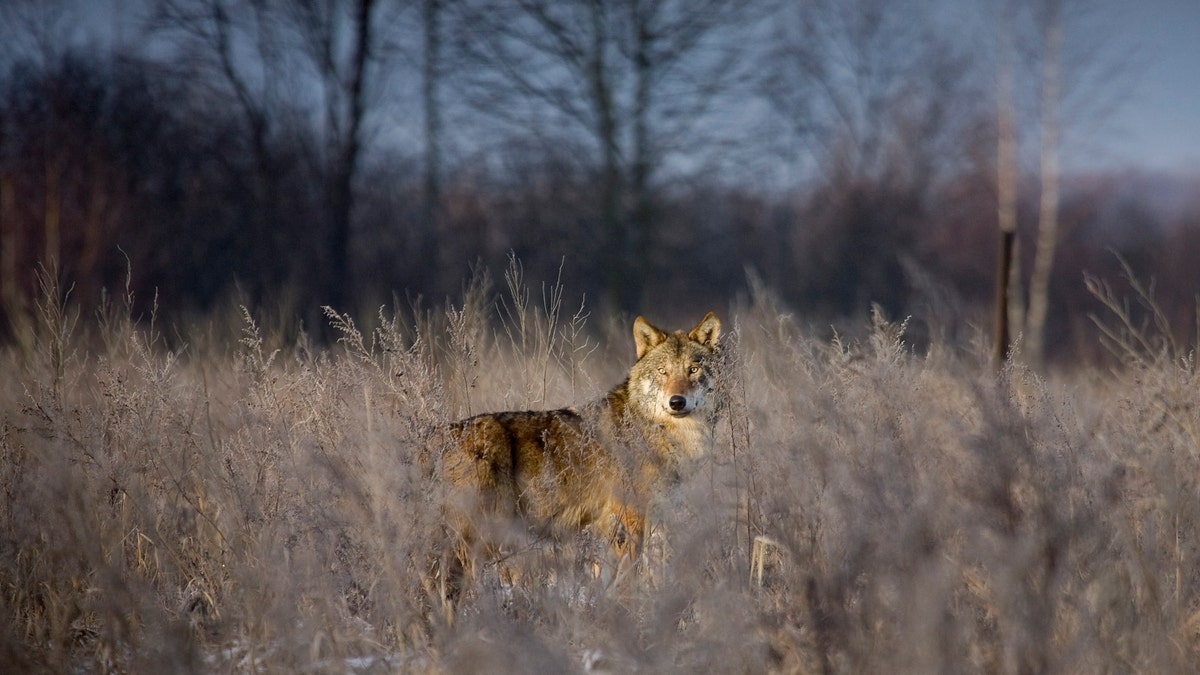 File photo - A wolf stands in a field in the 18 mile exclusion zone around the Chernobyl nuclear reactor near the village of Babchin some 217 miles southeast of Minsk, Feb. 1, 2008.  