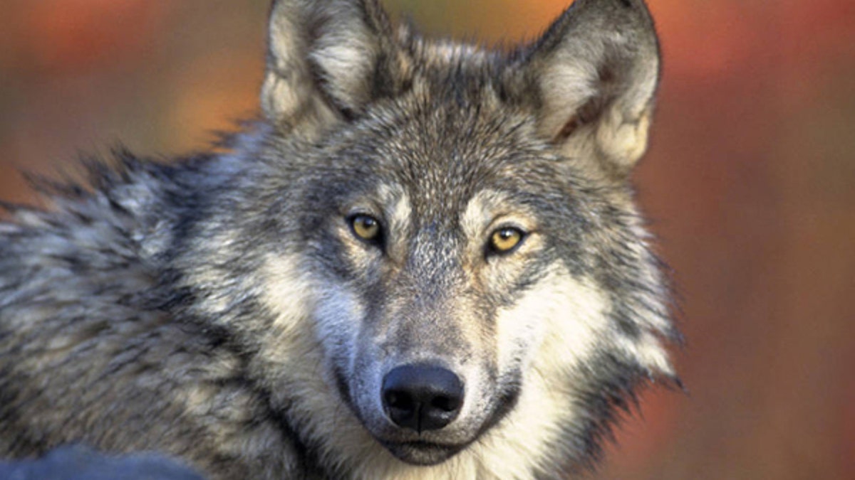 Endangered Wolf Politics