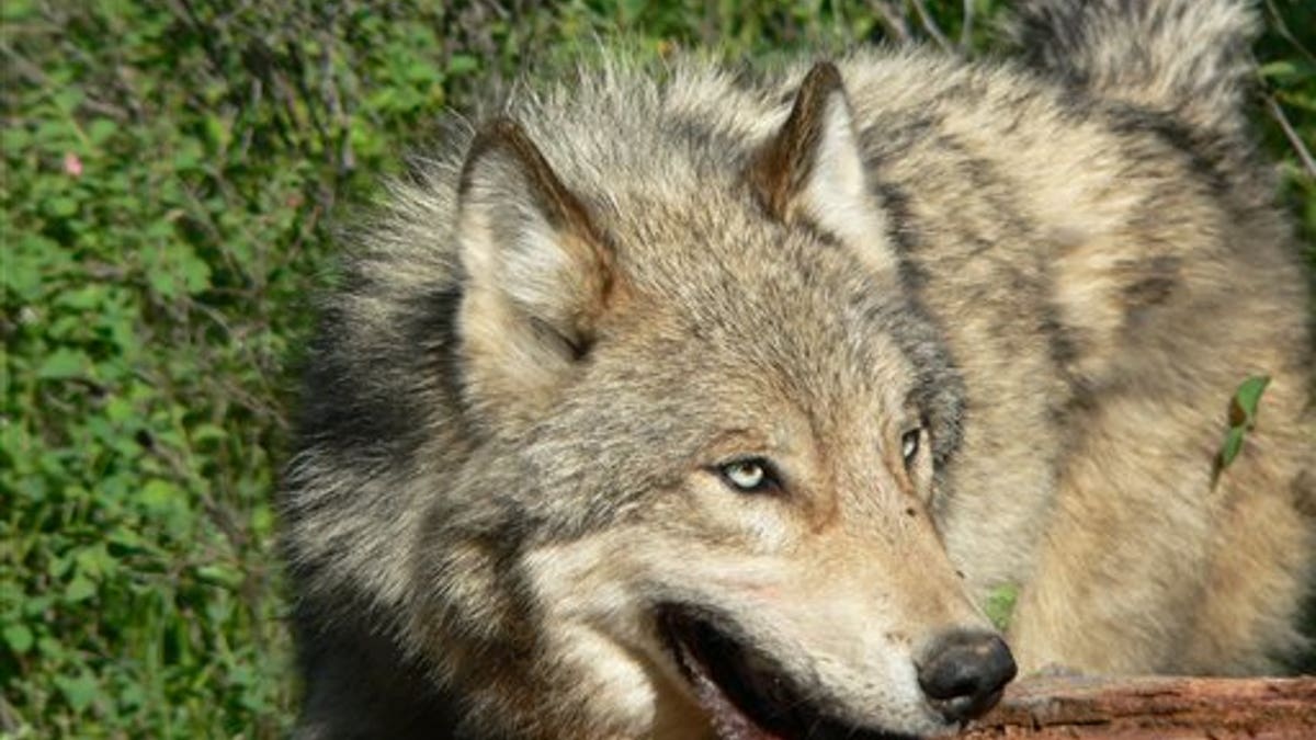 Wolves Congress