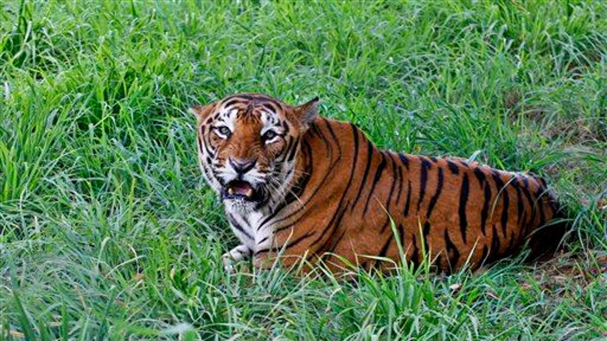 India Tiger Day