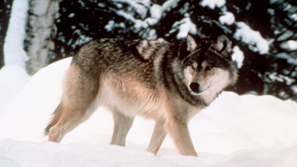 90dc68c9-Wyoming Wolves