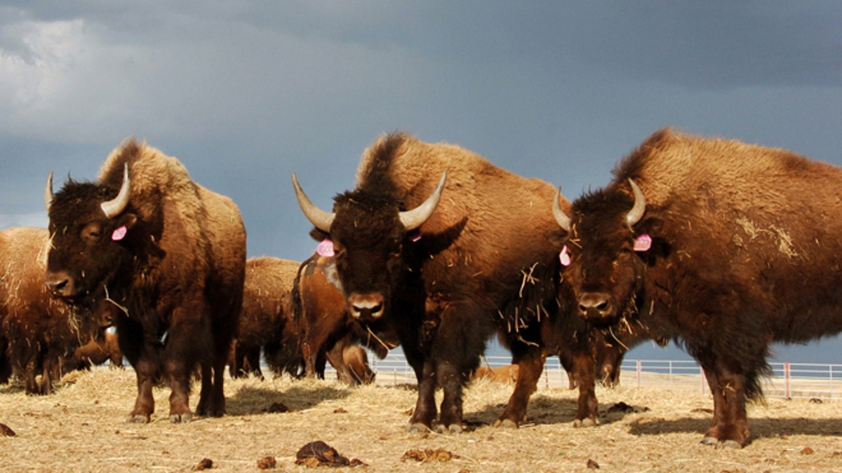 a0bce3b2-Yellowstone Bison Slaughter