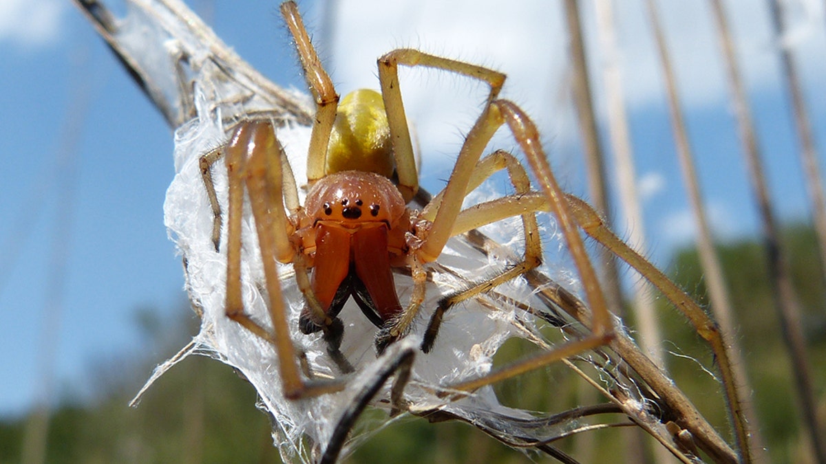 Yellow Sack Spider