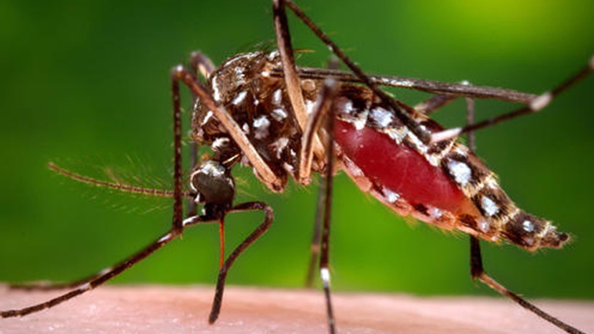 MED-Zika Mosquito-5 Things