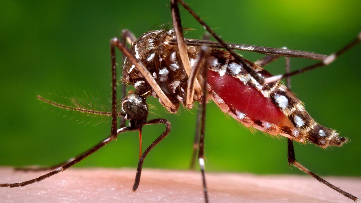 Zika Virus US Warning