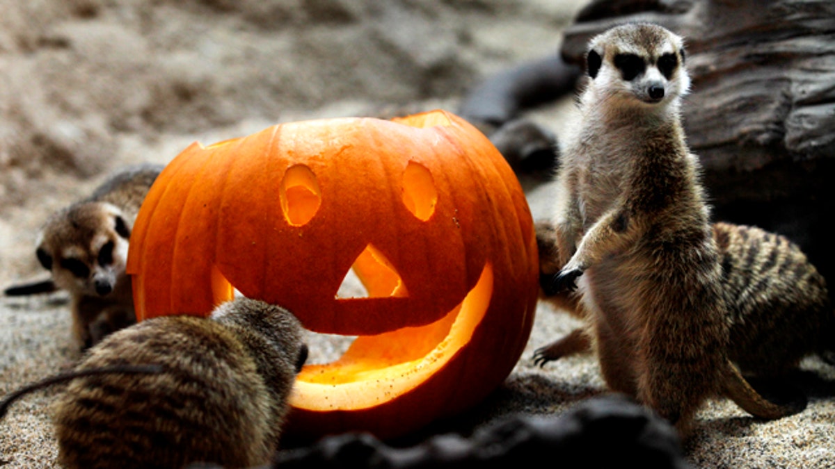 Zoo Halloween Pumpkins