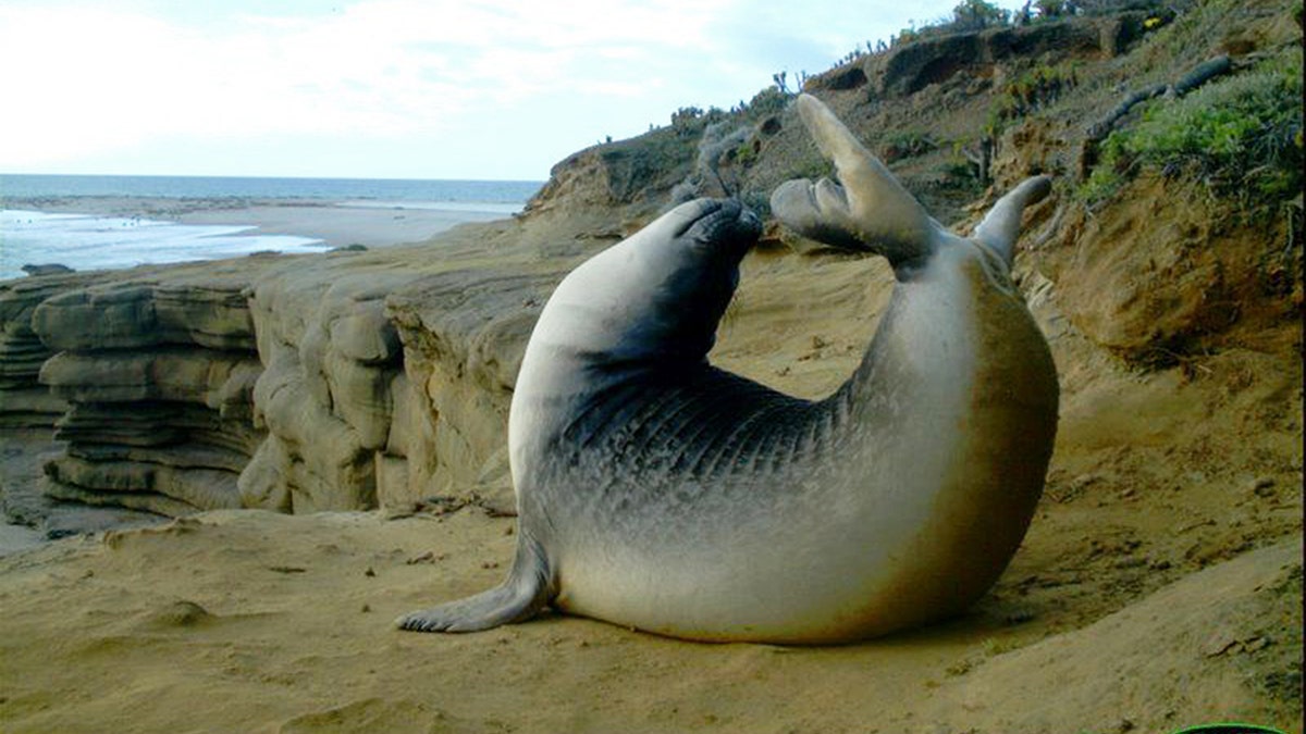 seal