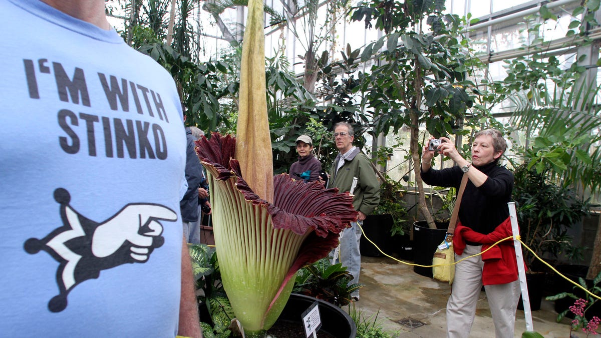 Giant Stinky Flower