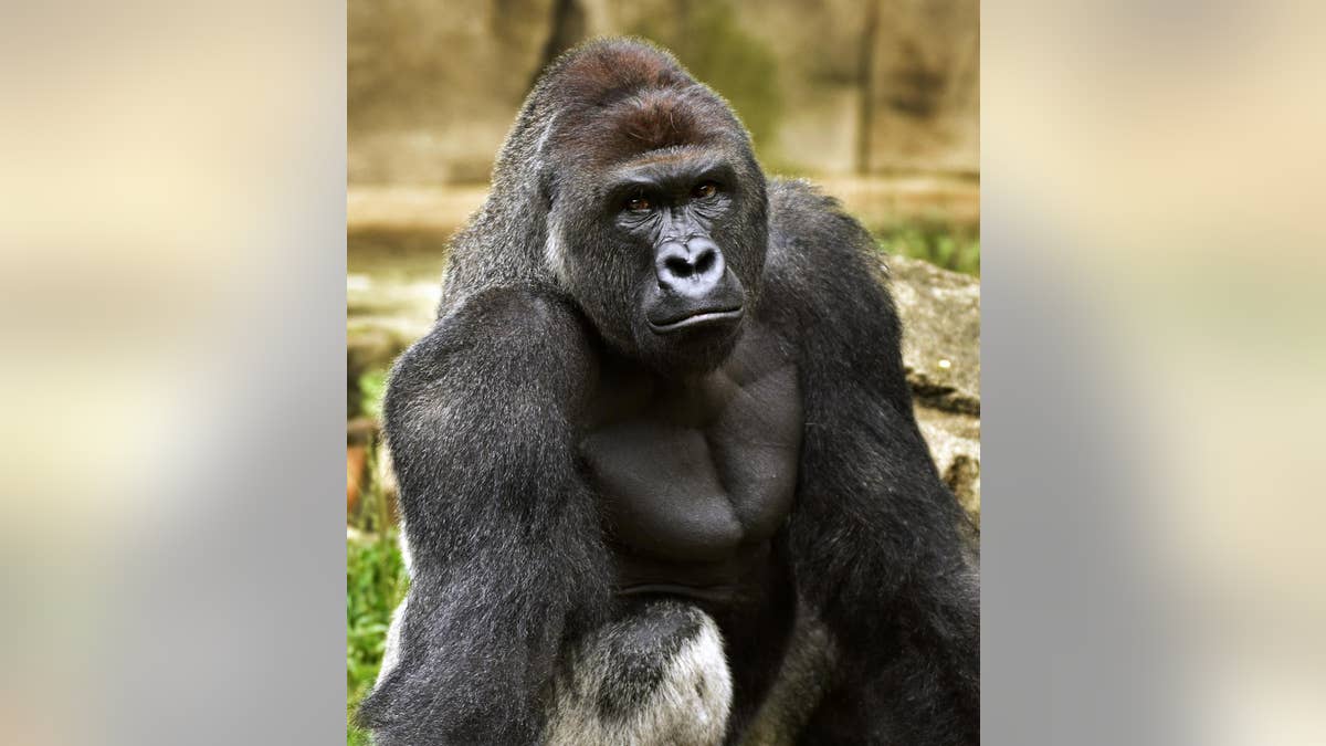 FILE - This June 20, 2015 file photo provided by the Cincinnati Zoo and Botanical Garden shows Harambe, a western lowland gorilla, who was fatally shot Saturday, May 28, 2016, to protect a 3-year-old boy who had entered its exhibit. In some parts of Africa, tourists and researchers routinely trek into the undergrowth to see gorillas in their natural habitat where there are no barriers or enclosures. (Jeff McCurry/Cincinnati Zoo and Botanical Garden via The Cincinatti Enquirer via AP, File)