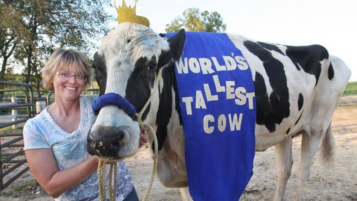 World Record Cow
