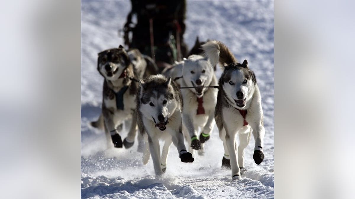 Bill Boyd, of Warroad, Minn. runs his dogs along the trail near the starting line of the 130-mile Mid-Distance version of the John Beargrease Sled Dog Marathon, in Duluth, Minn., on Sunday, Jan. 31, 2010. The race is named for John Beargrease, a Chippewa Indian who delivered mail along the North Shore by dogsled in the late 1800s. (AP Photo/The Country Today, Paul M. Walsh)