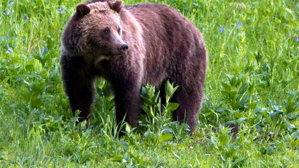 FILE - In this July 6, 2011, file photo, a grizzly bear roams near Beaver Lake in Yellowstone National Park, Wyo. On Monday, Sept. 24, 2018, a federal judge restored federal protections to grizzly bears in the Northern Rocky Mountains and blocked the first hunts planned for the animals in the Lower 48 states in almost three decades. U.S. District Judge Dana Christensen's order Monday came after he had twice delayed hunts in Wyoming and Idaho just as they were set to begin. Wildlife advocates argue the bears face continued threats from climate change and loss of habitat. (AP Photo/Jim Urquhart, File)