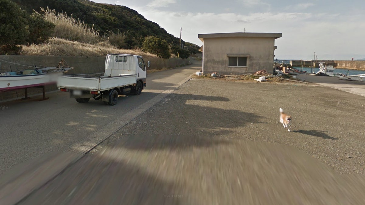 Dog chasing google cheap street view car