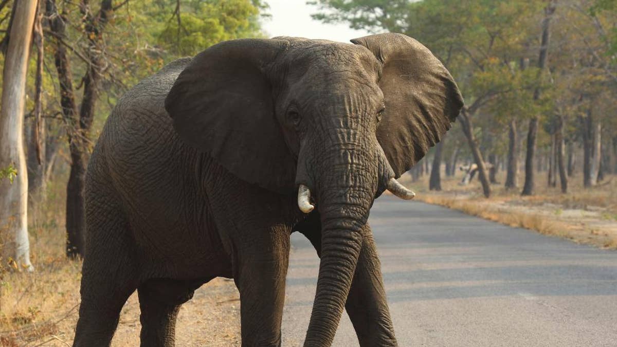 FILE -- In this Thursday, Oct. 1, 2015 file photo an elephant crosses a road in the Hwange National Park, in Hwange,  Zimbabwe. Zimbabwe’s wildlife agency said Thursday, Jan. 5, 2017 it has sold 35 elephants to China to ease overpopulation and raise funds for conservation, amid criticism from animal welfare activists that such sales are unethical. (AP Photo/Tsvangirayi Mukwazhi, File)