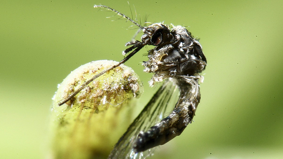 Aedes-aegypti