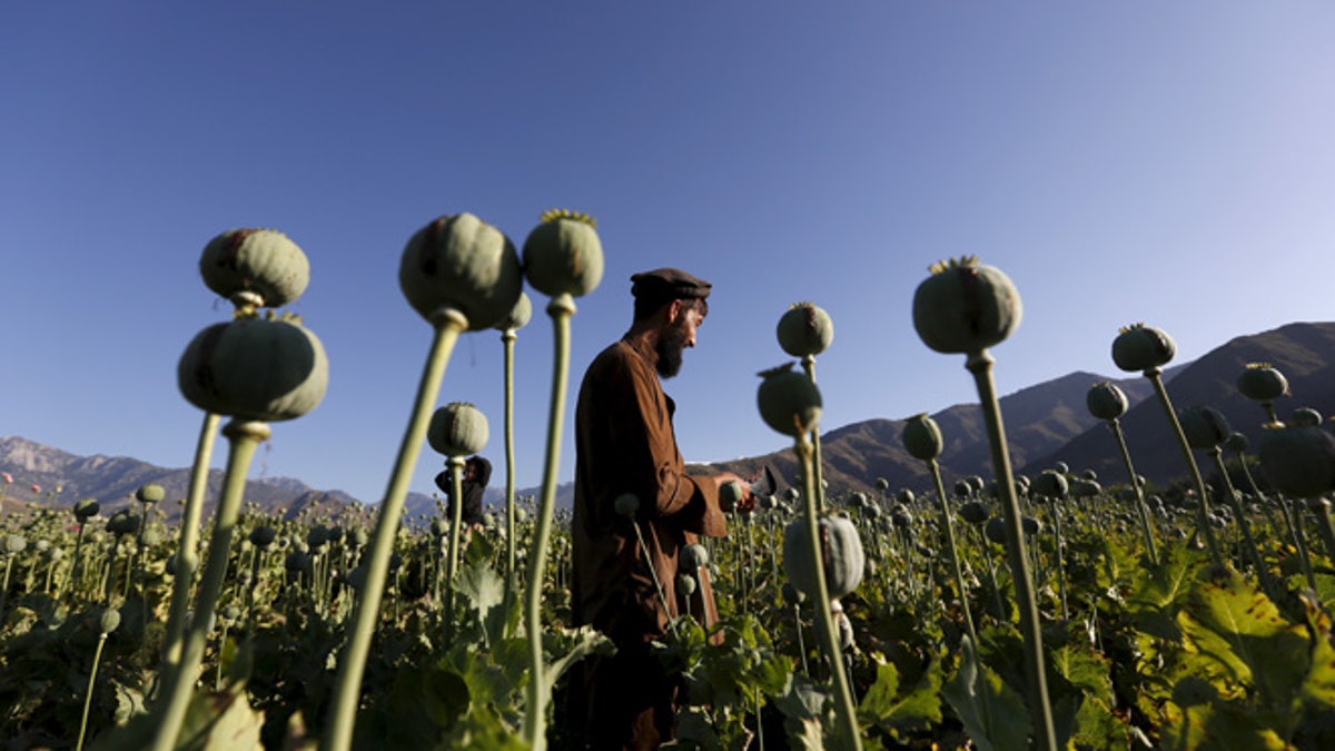 Afghanistan Poppy