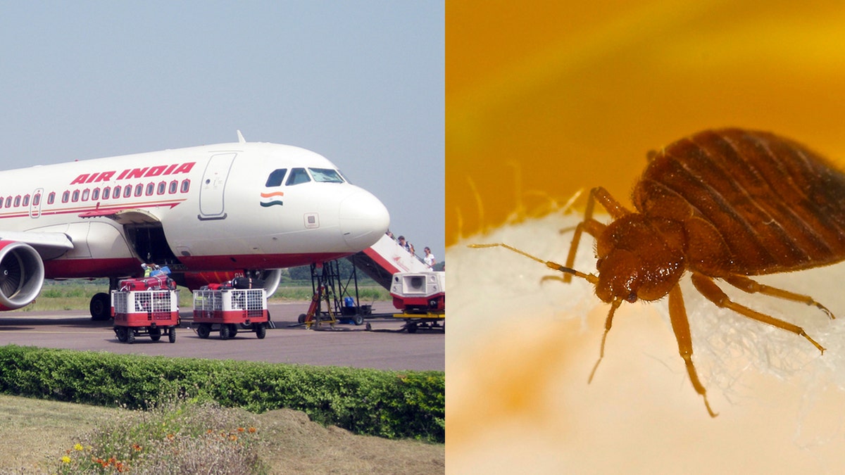 air india bed bug