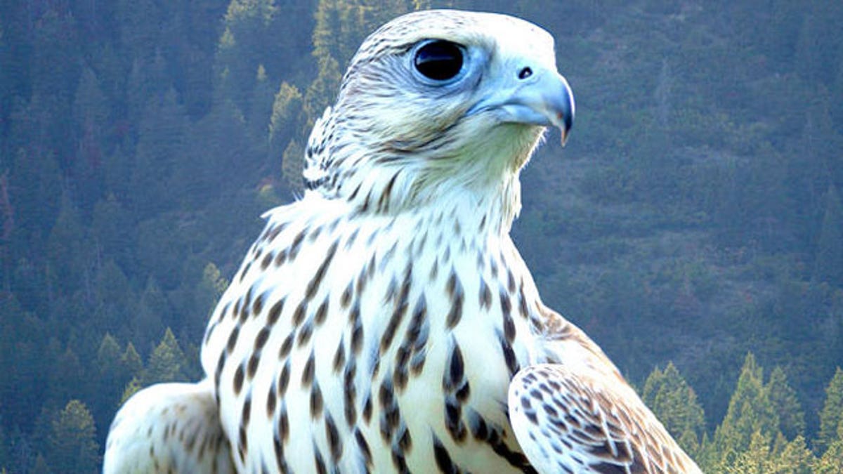 Air Force Falcon Mascot Suffers 'Life-Threatening' Injury in Army Prank