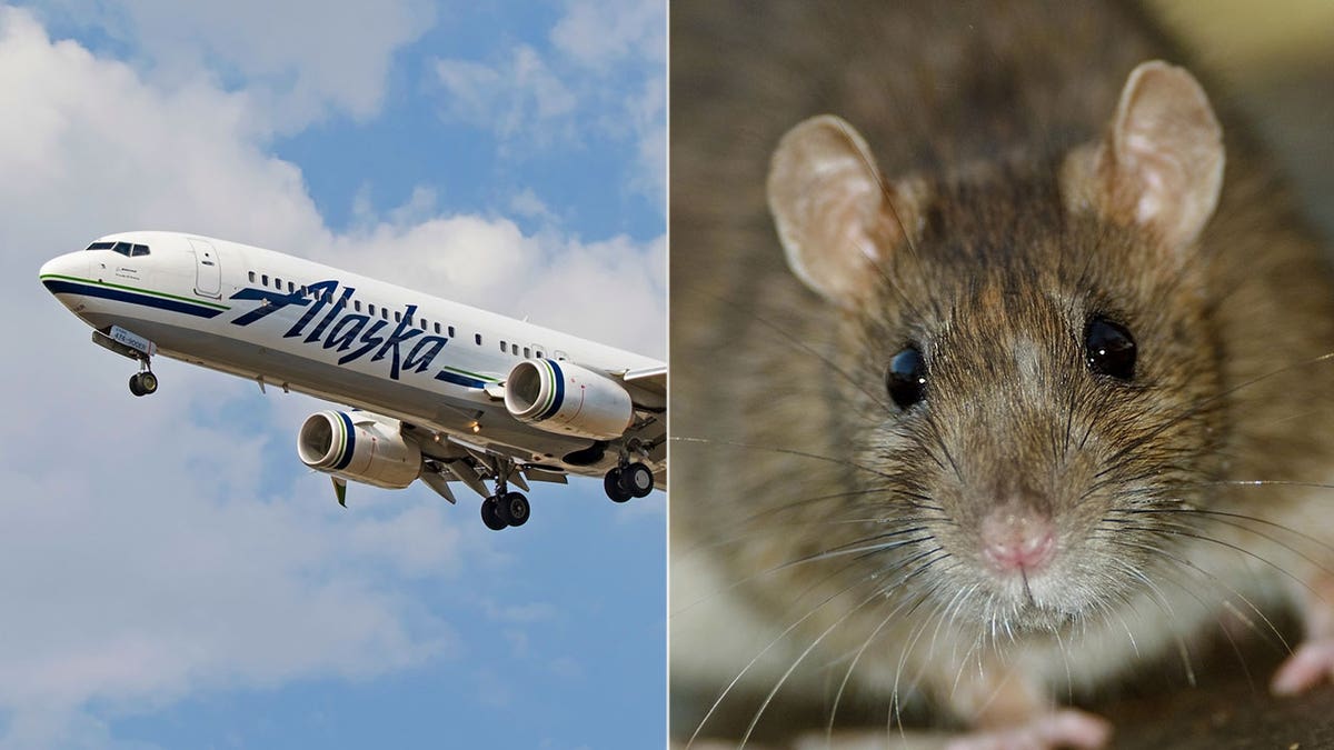 alaska airlines rats istock