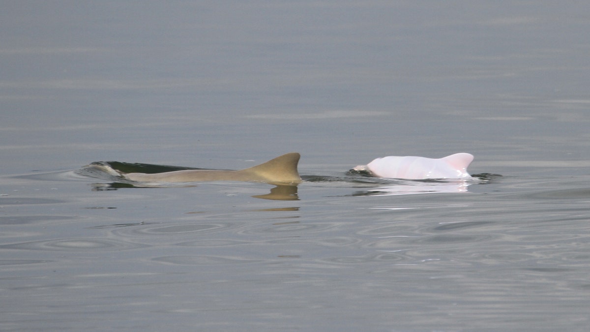 Brazil Endangered Albino Dolphin