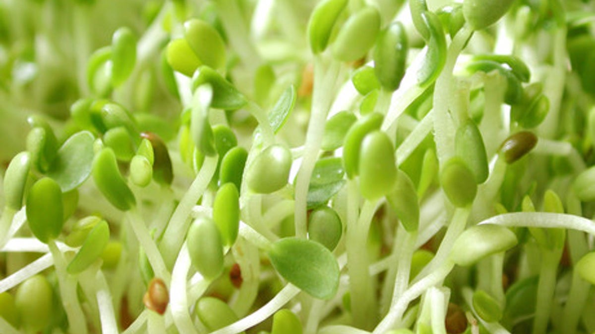 Alfalfa Sprouts