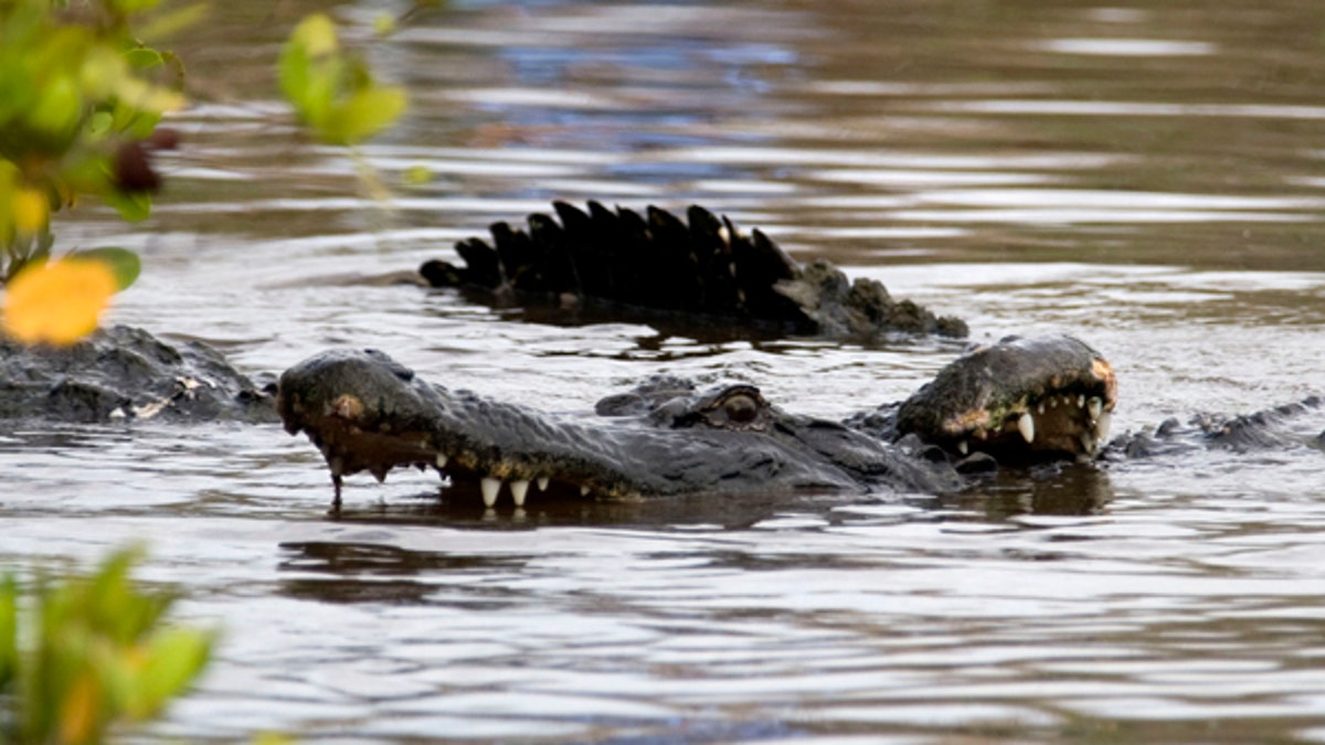 alligator-houston-harvey