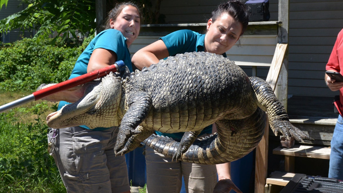 alligator-massachusetts