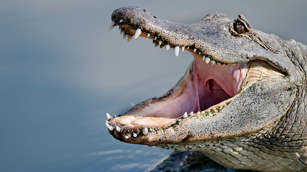 Florida alligator with open mouth and teeth.  Please see my portfolio for other alligator and animal related images.