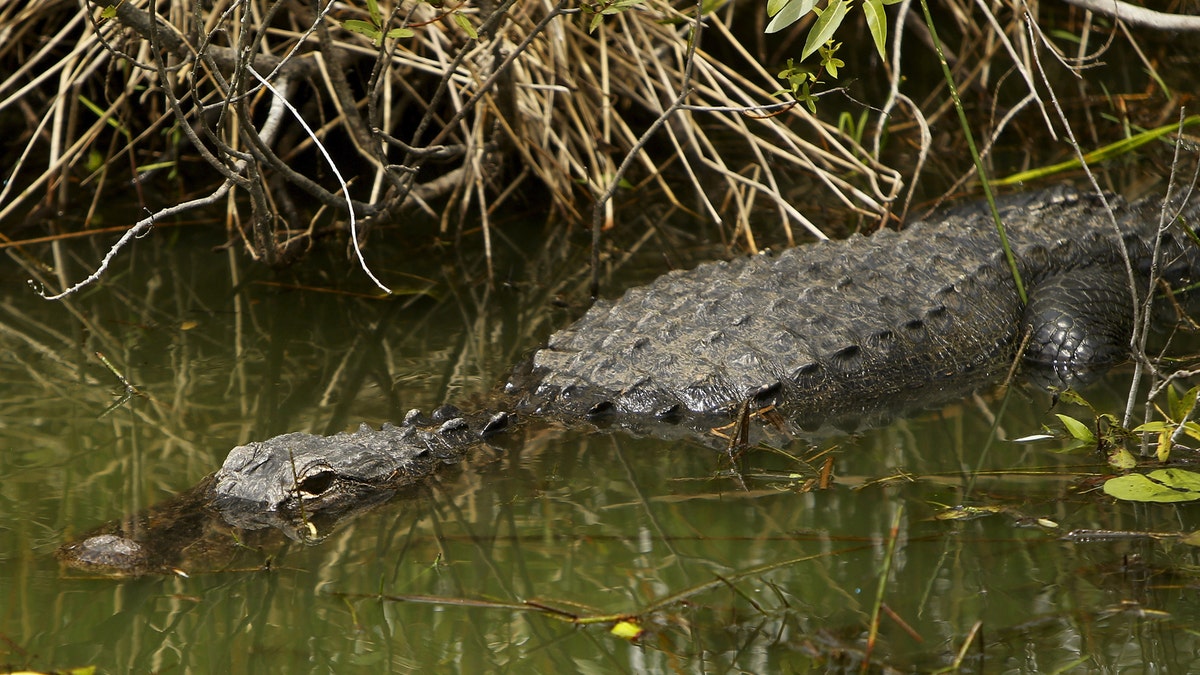 AlligatorAnhinga