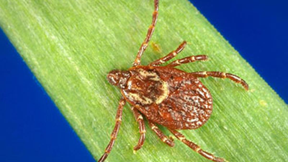 american dog tick cdc