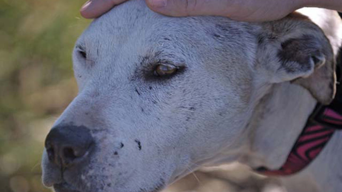 amstaff terrier 45