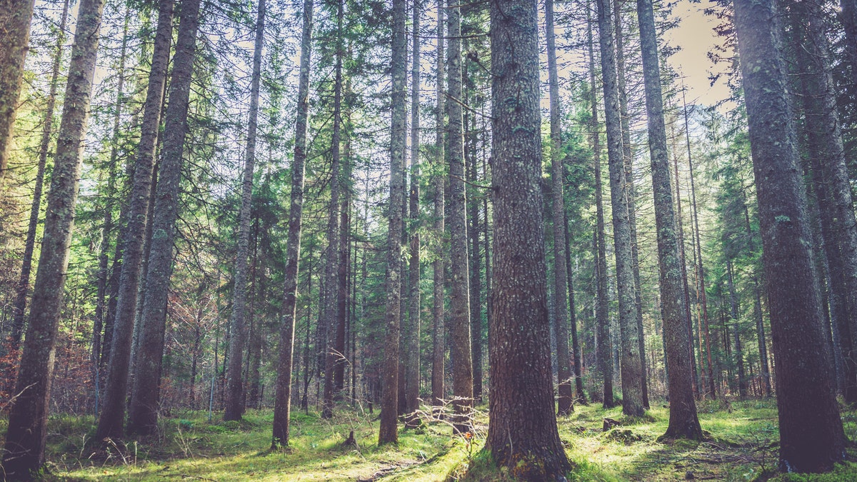 ancient trees