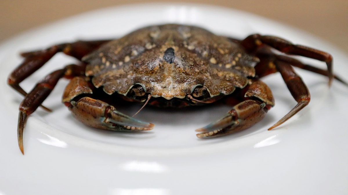 angry mutant crab