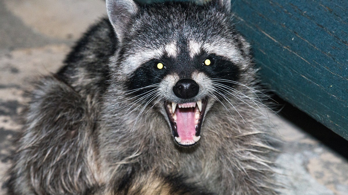 angry raccoon iSock