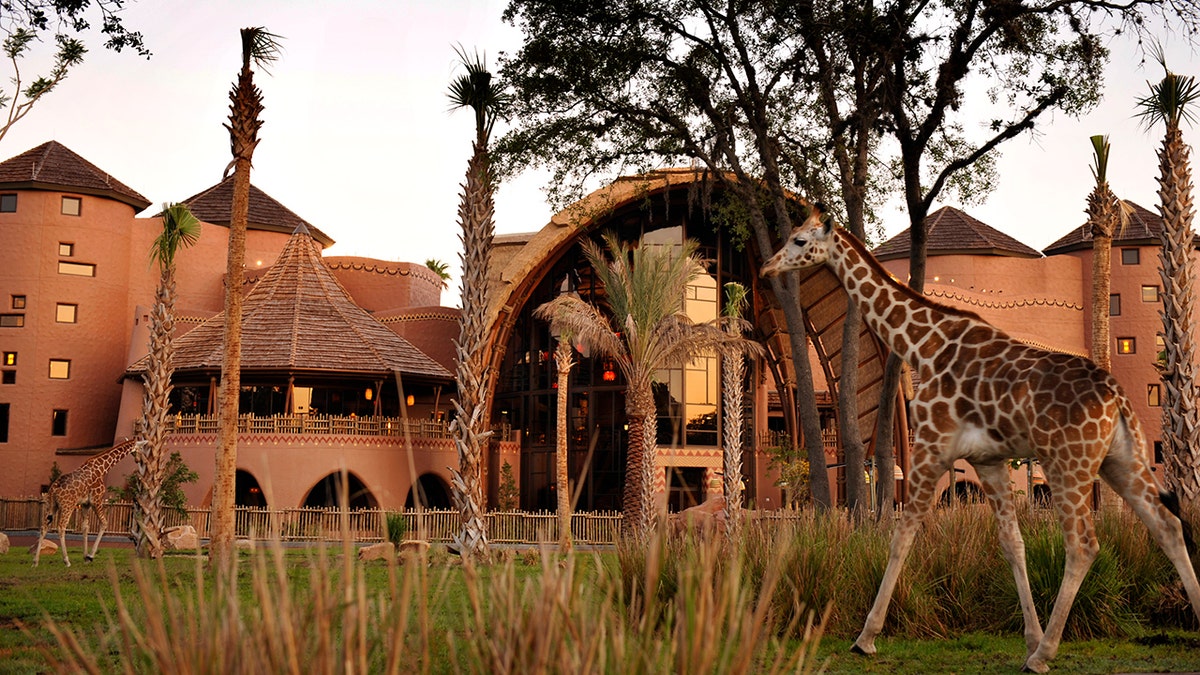 disney world animal kingdom lodge