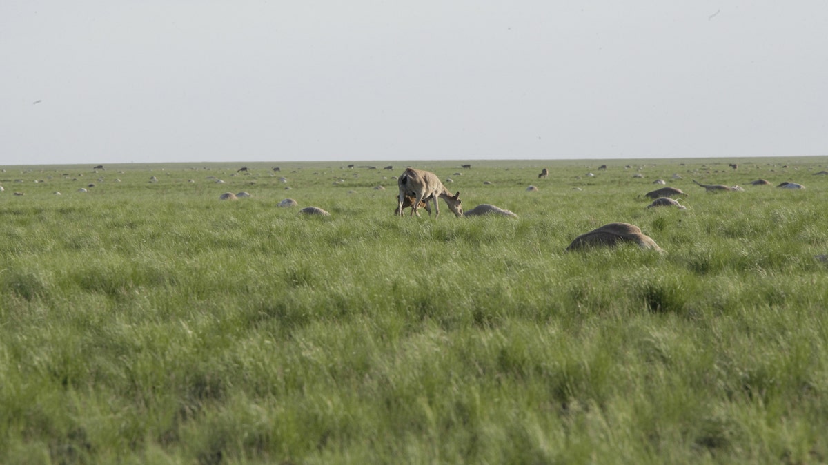 AntelopesKazakhstan1