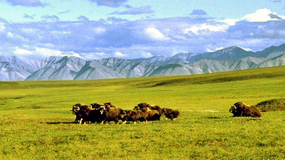 A herd of musk ox graze in an area of the Arctic National Wildlife Refuge in Alaska, in this undated file photo.