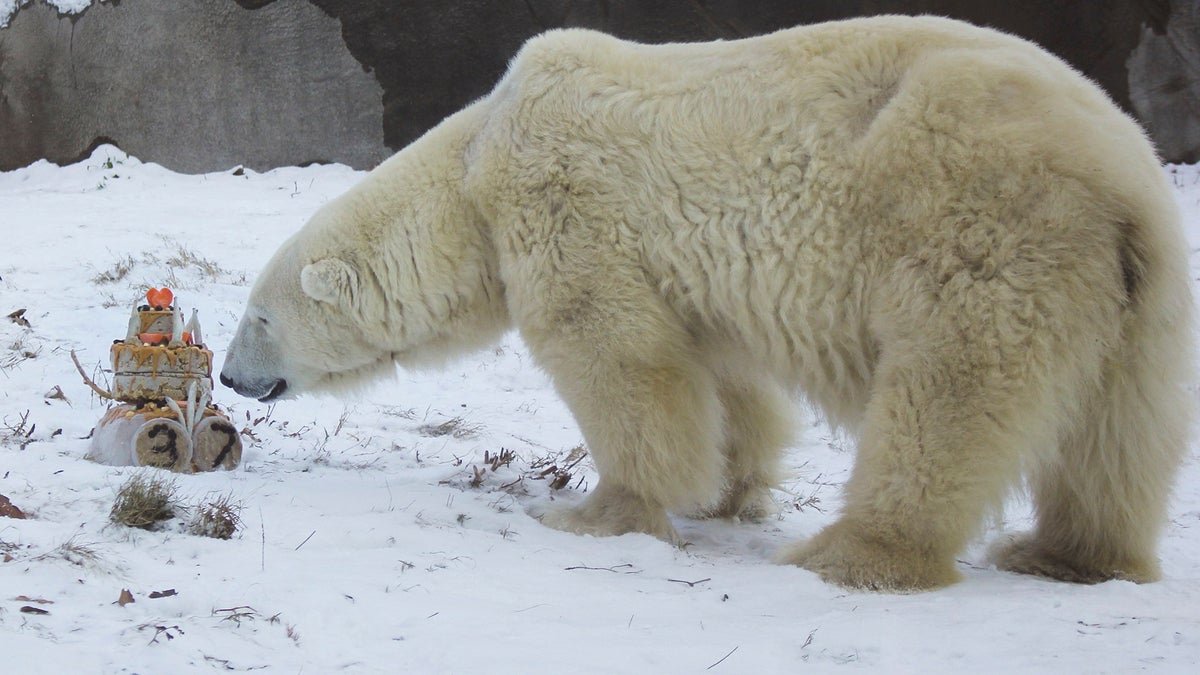 polar bear 1