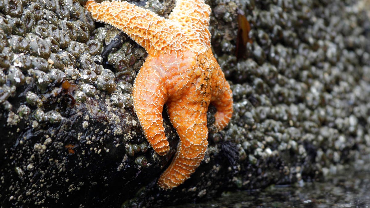 starfish ap