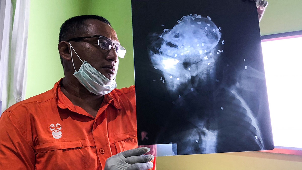 orangutan xray