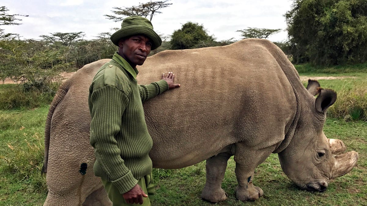 sudan rhino