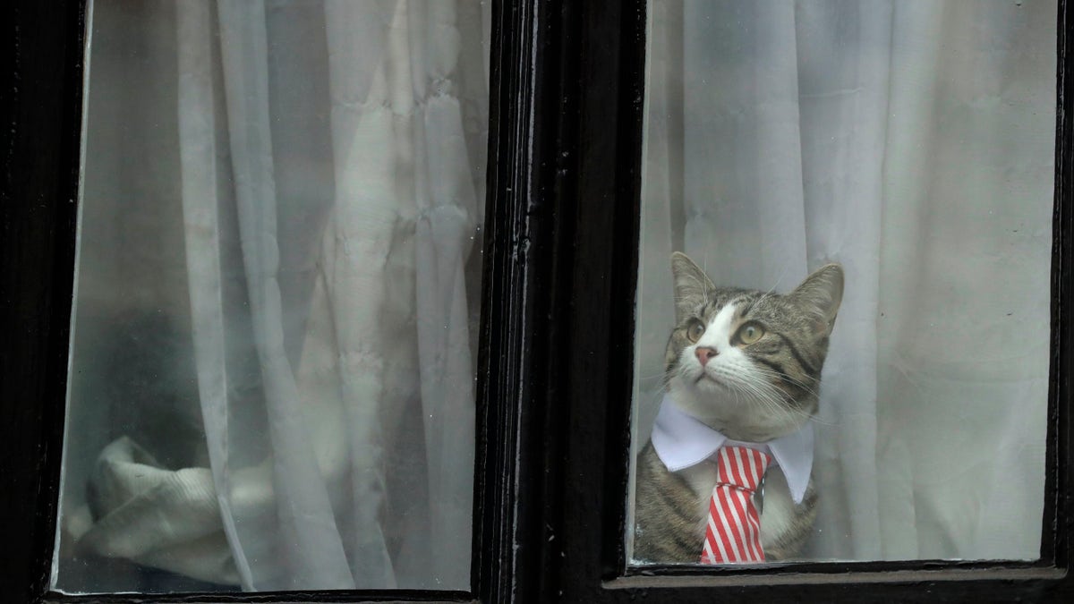 assange cat 1115b