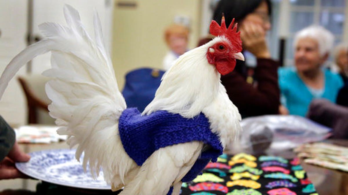 chicken sweater 313b